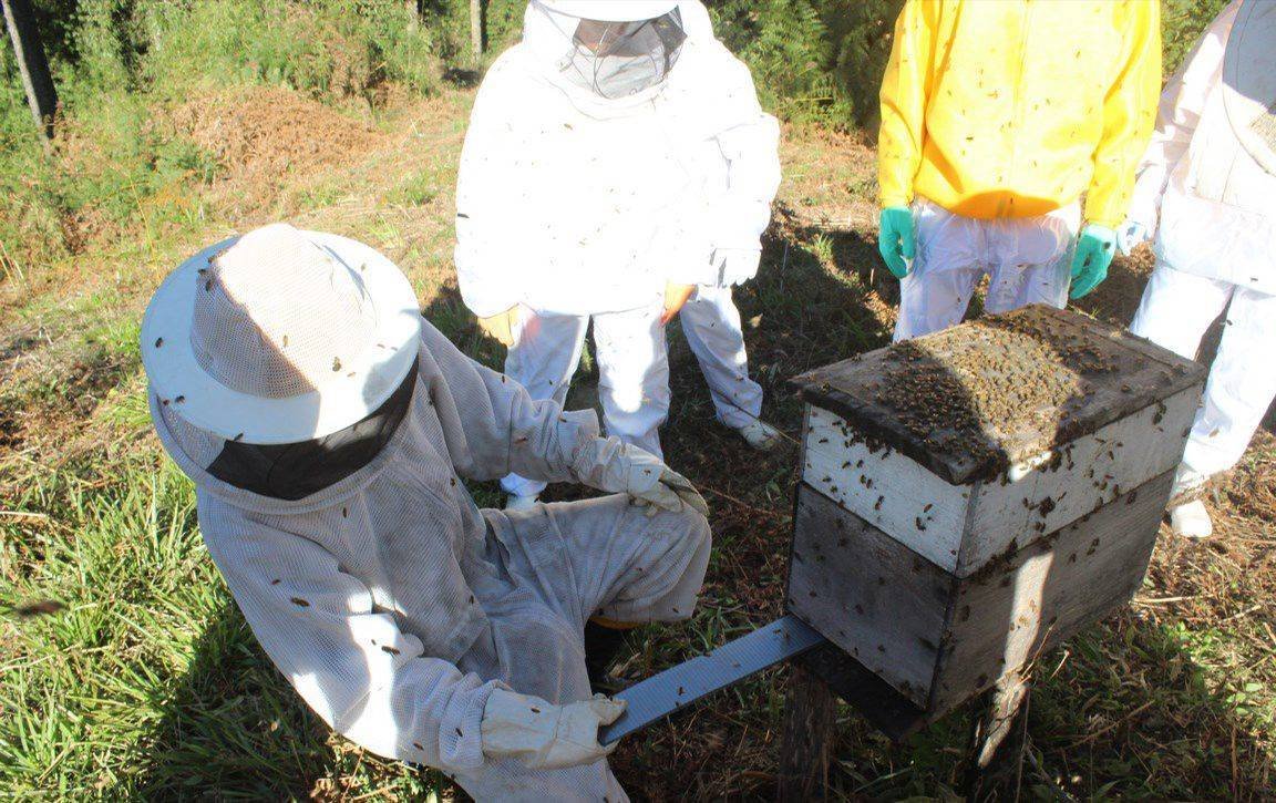 A Importância da Sanidade Apícola: Protegendo Nossas Abelhas e Alimentos