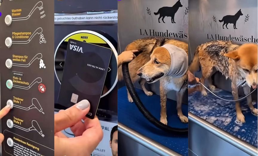 Balneário Camboriú: Oportunidade de Ouro para o Bem-Estar Animal