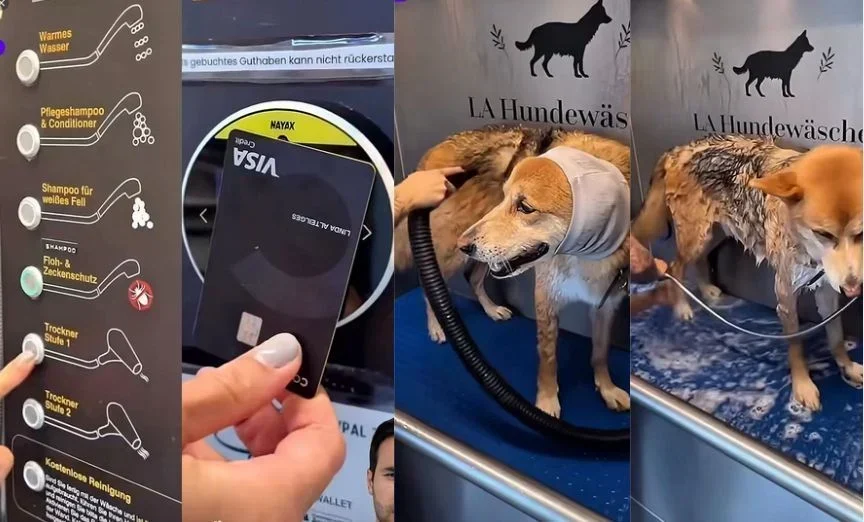 Balneário Camboriú: Oportunidade de Ouro para o Bem-Estar Animal