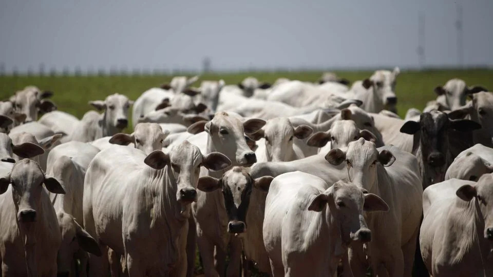 Brasil fora do mercado europeu: O que isso significa para o setor de carne bovina?