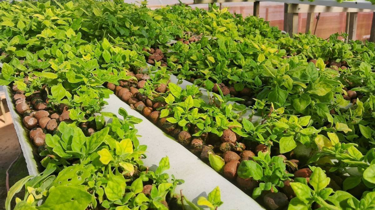 Cidasc: O Caminho para Alimentos Seguros e Conformidade de 89,36%