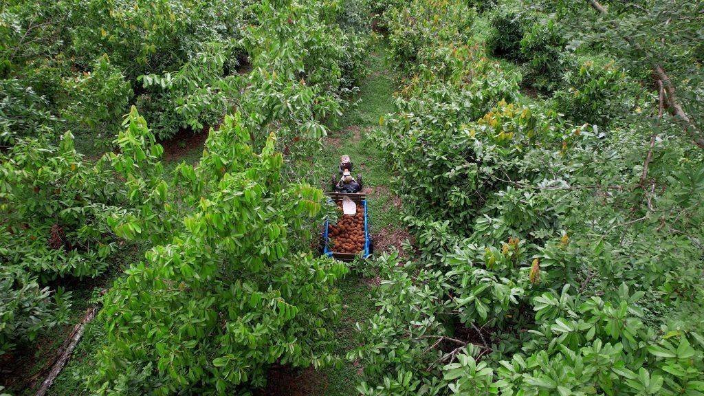 Natura Inova com Modelo de Carbono e Transforma Comunidades na Amazônia