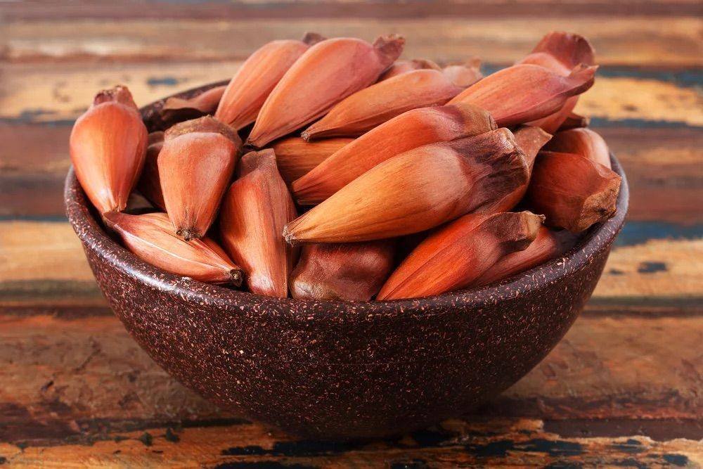 Pinhão na Merenda Escolar: Oportunidade de Ouro para Santa Catarina