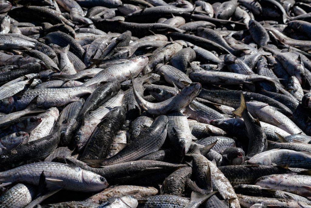 Safra da Tainha 2026: Oportunidade ou Perigo para Pescadores?